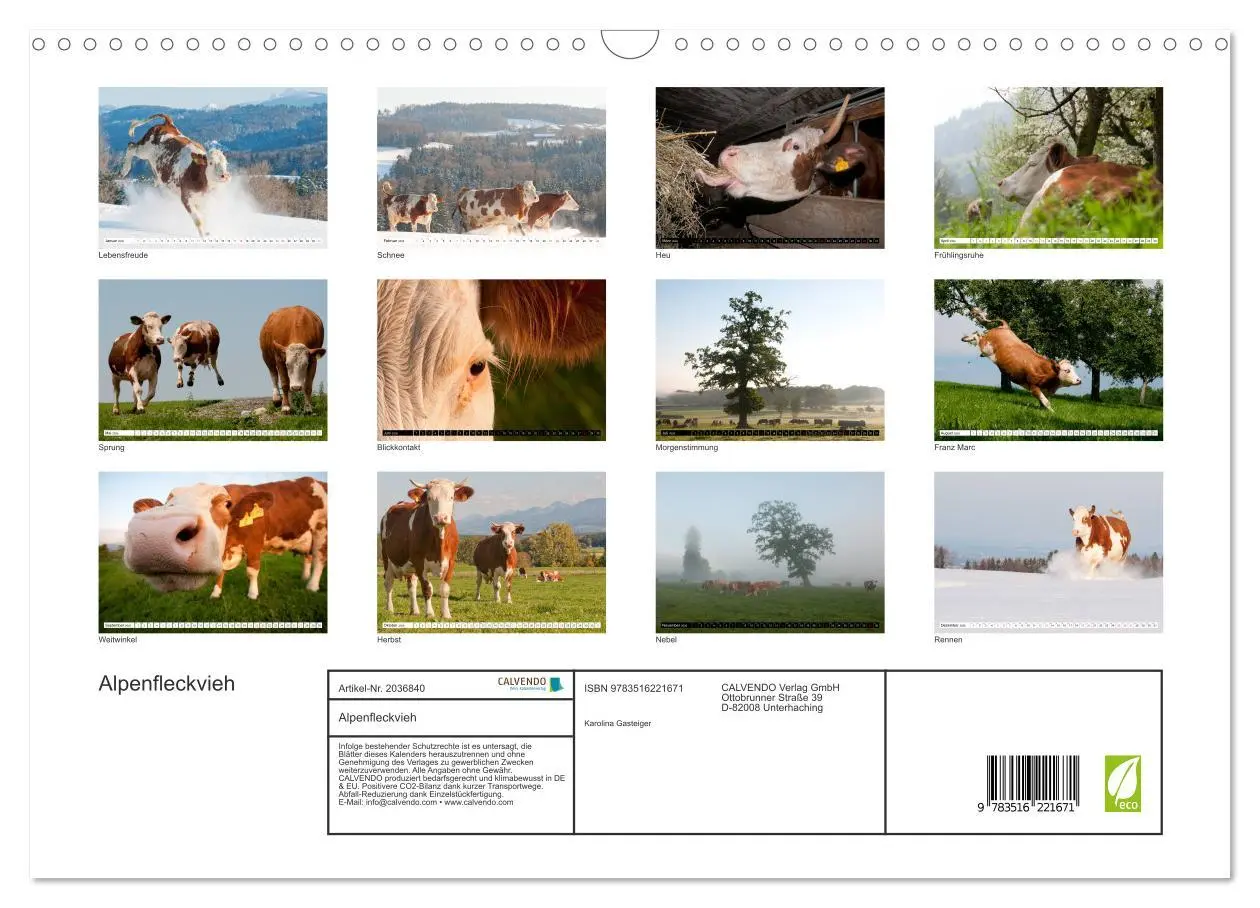 Bild: 9783516221671 | Alpenfleckvieh (Wandkalender 2026 DIN A3 quer), CALVENDO...
