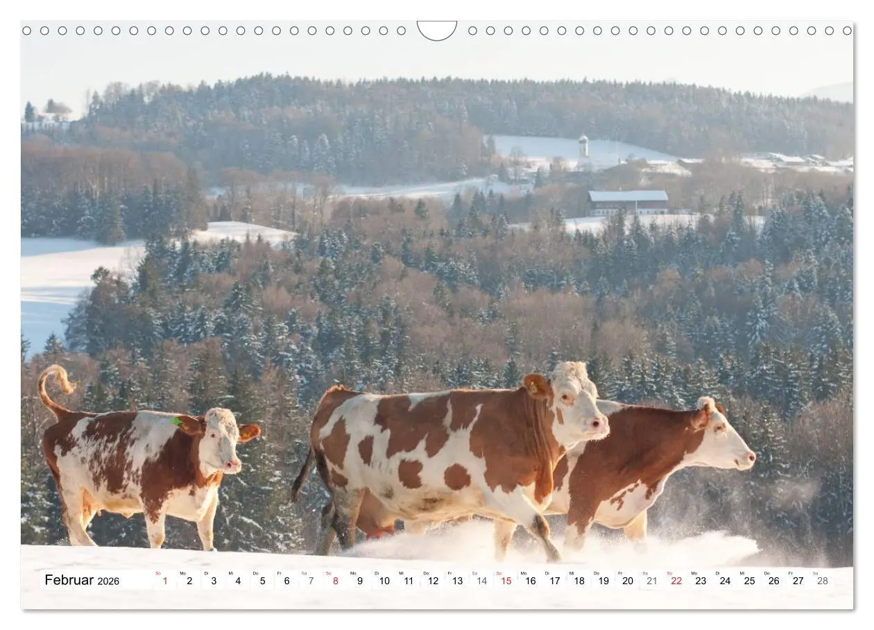 Bild: 9783516221671 | Alpenfleckvieh (Wandkalender 2026 DIN A3 quer), CALVENDO...