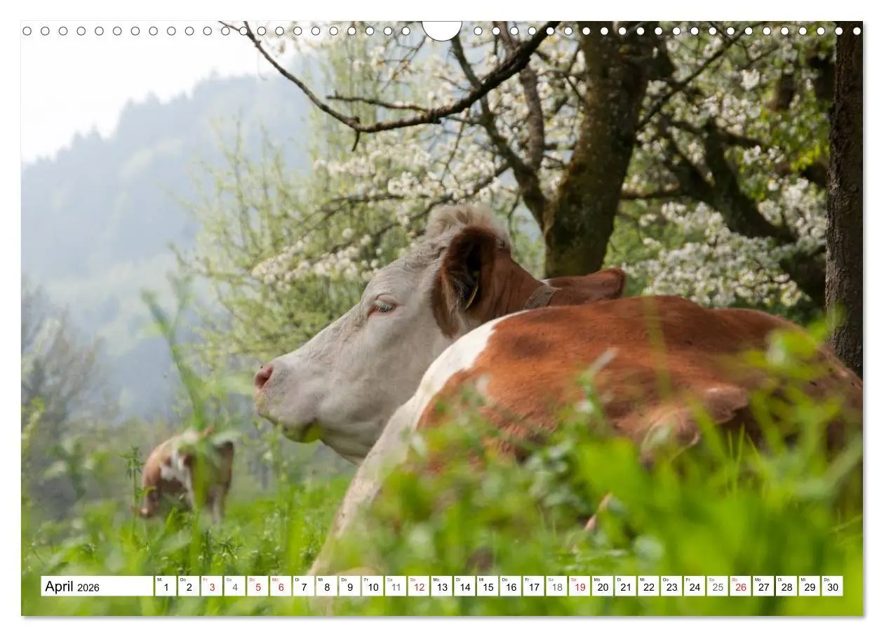 Bild: 9783516221671 | Alpenfleckvieh (Wandkalender 2026 DIN A3 quer), CALVENDO...