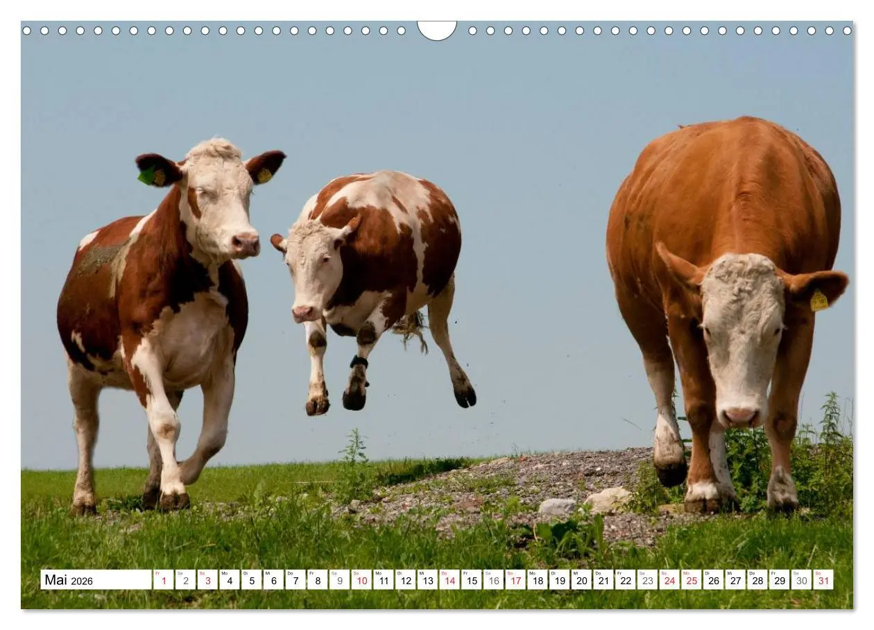 Bild: 9783516221671 | Alpenfleckvieh (Wandkalender 2026 DIN A3 quer), CALVENDO...