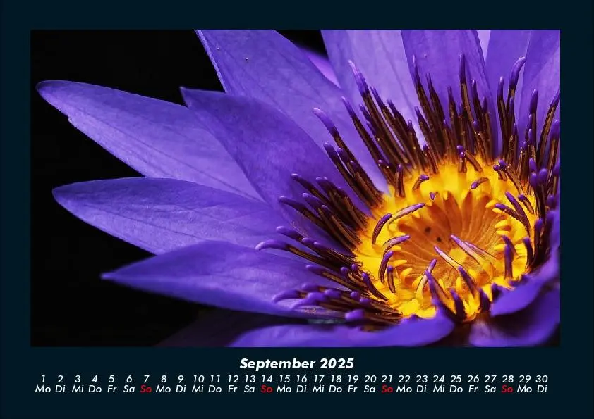 Bild: 9783755981671 | Rosen-Kalender 2025 Fotokalender DIN A4 | Tobias Becker | Kalender