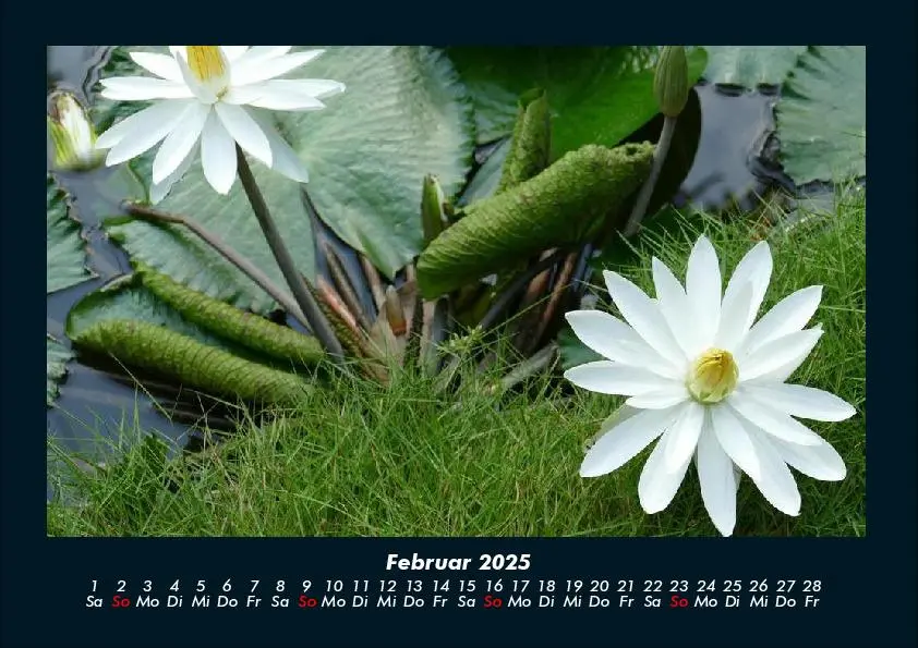 Bild: 9783755981671 | Rosen-Kalender 2025 Fotokalender DIN A4 | Tobias Becker | Kalender