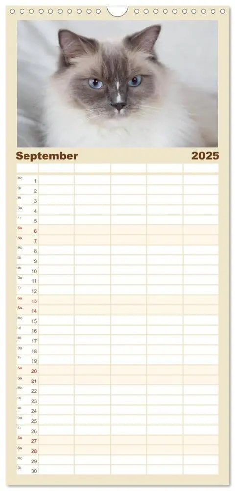Bild: 9783457121771 | Familienplaner 2025 - Ragdolls mit 5 Spalten (Wandkalender, 21 x 45...