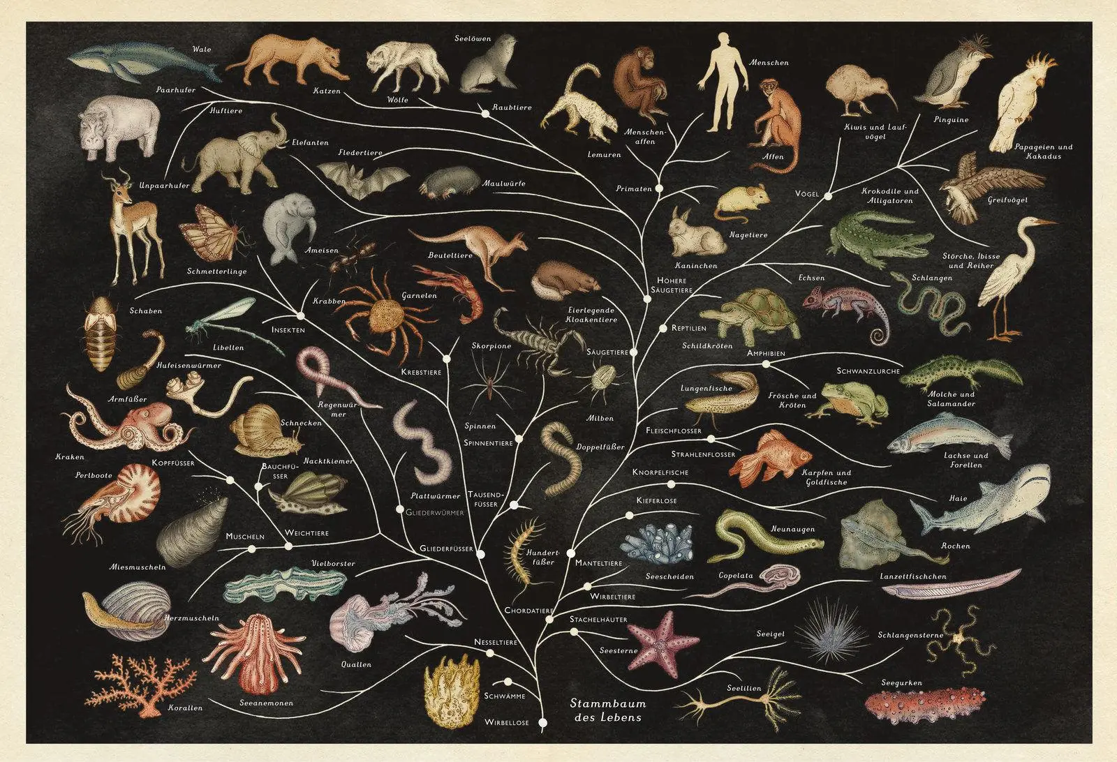 Bild: 9783791371771 | Das Museum der Tiere | Eintritt frei! | Jenny Broom | Buch | 108 S.