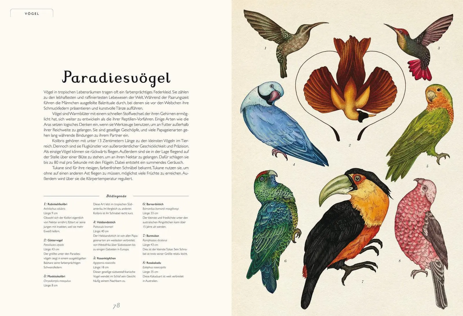 Bild: 9783791371771 | Das Museum der Tiere | Eintritt frei! | Jenny Broom | Buch | 108 S.