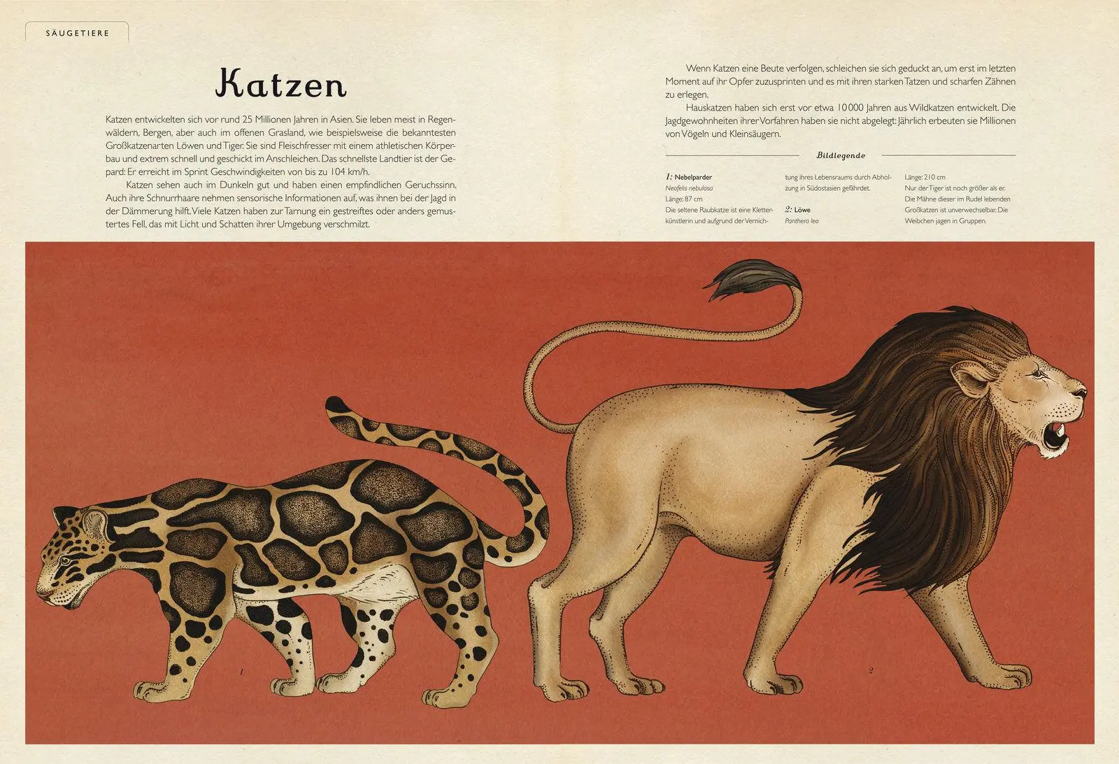 Bild: 9783791371771 | Das Museum der Tiere | Eintritt frei! | Jenny Broom | Buch | 108 S.