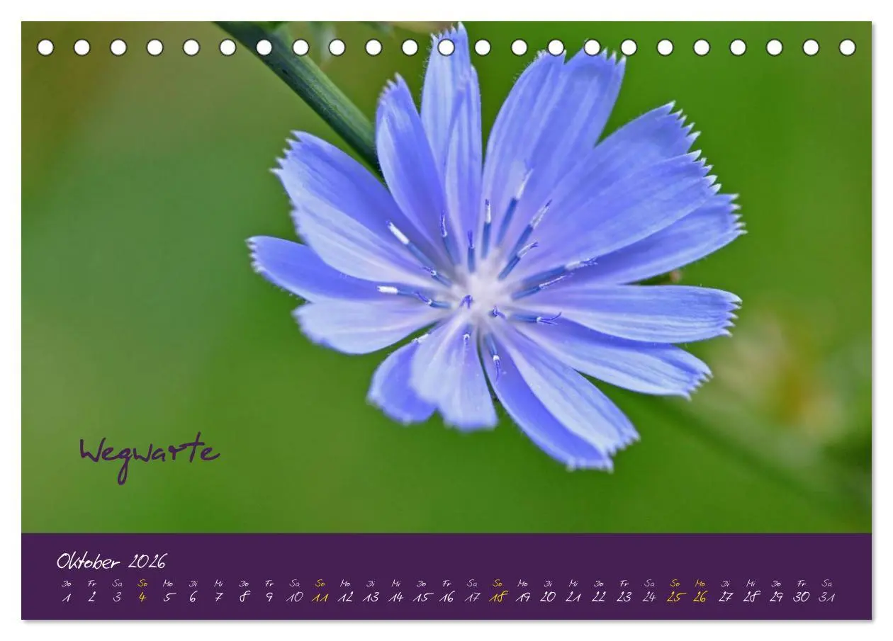 Bild: 9783516131871 | Heilkräuterkalender (Tischkalender 2026 DIN A5 quer), CALVENDO...