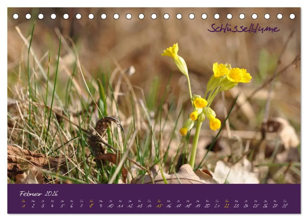 Bild: 9783516131871 | Heilkräuterkalender (Tischkalender 2026 DIN A5 quer), CALVENDO...