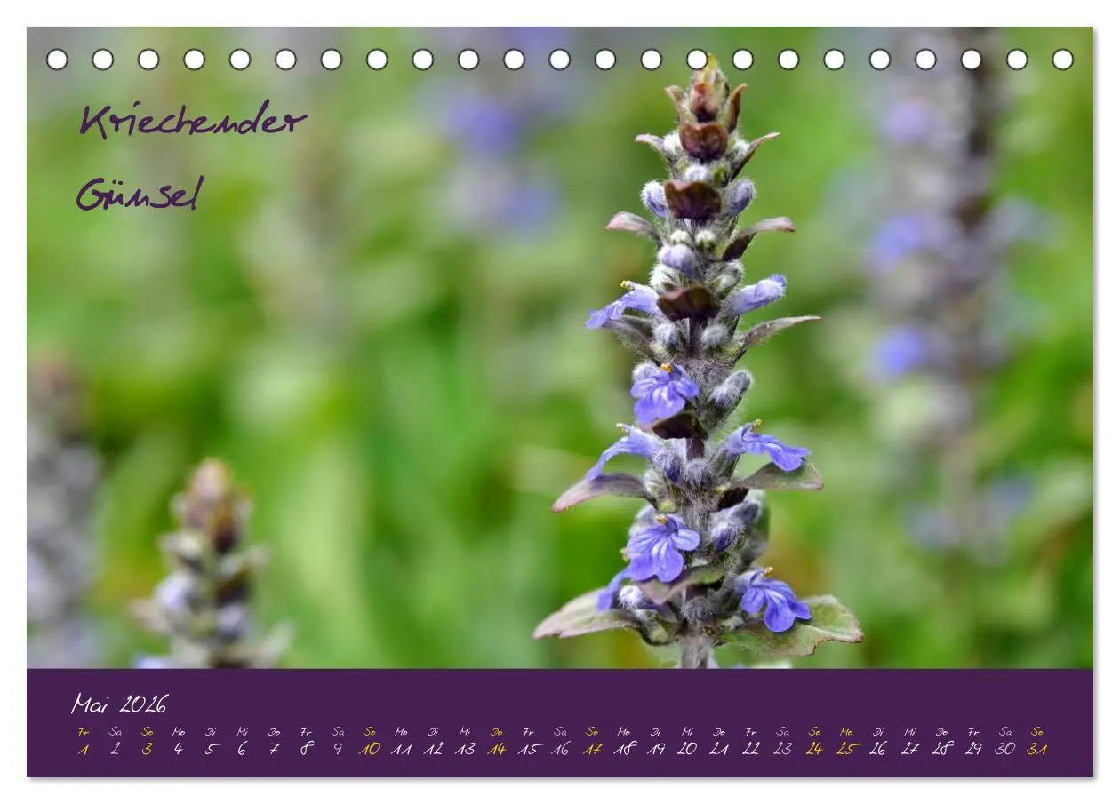 Bild: 9783516131871 | Heilkräuterkalender (Tischkalender 2026 DIN A5 quer), CALVENDO...