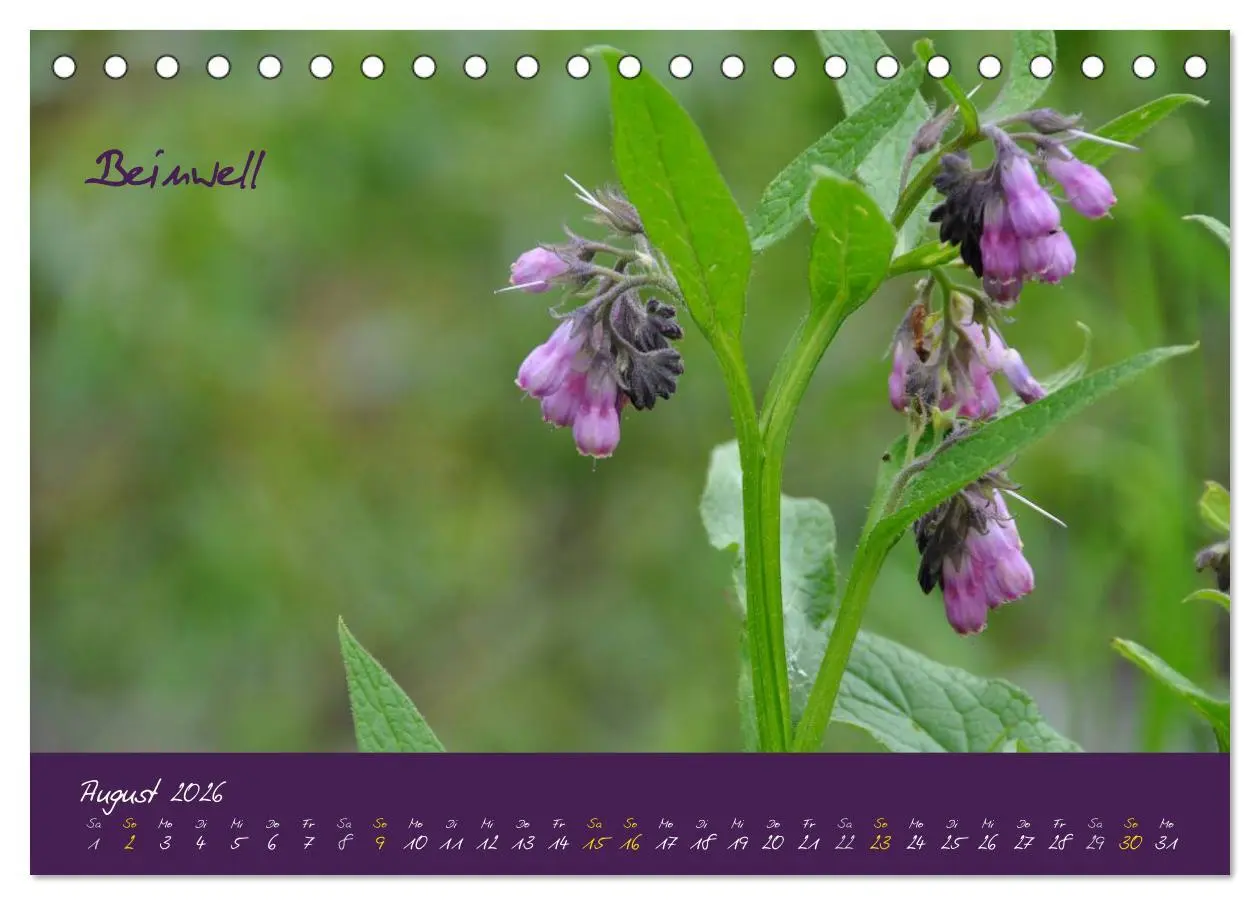 Bild: 9783516131871 | Heilkräuterkalender (Tischkalender 2026 DIN A5 quer), CALVENDO...