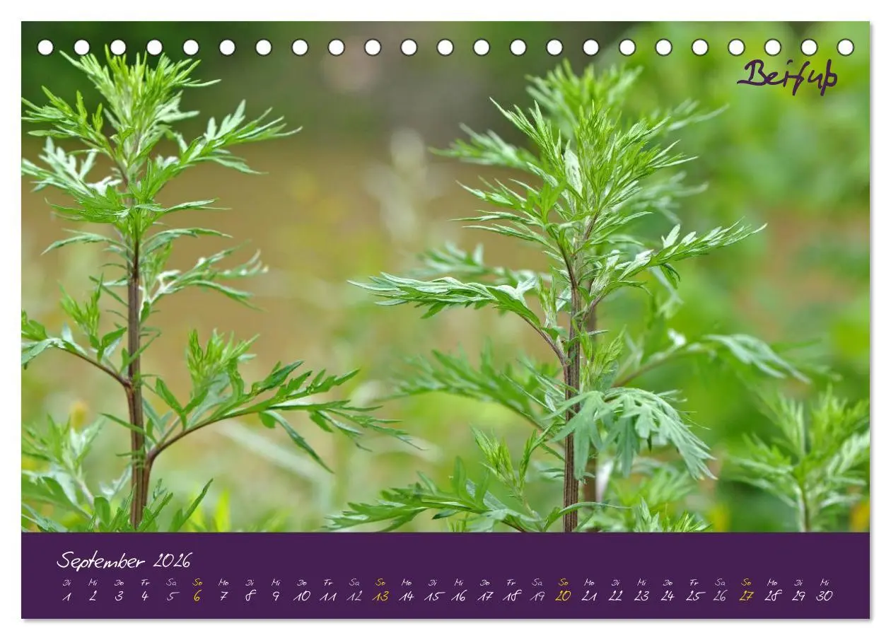 Bild: 9783516131871 | Heilkräuterkalender (Tischkalender 2026 DIN A5 quer), CALVENDO...