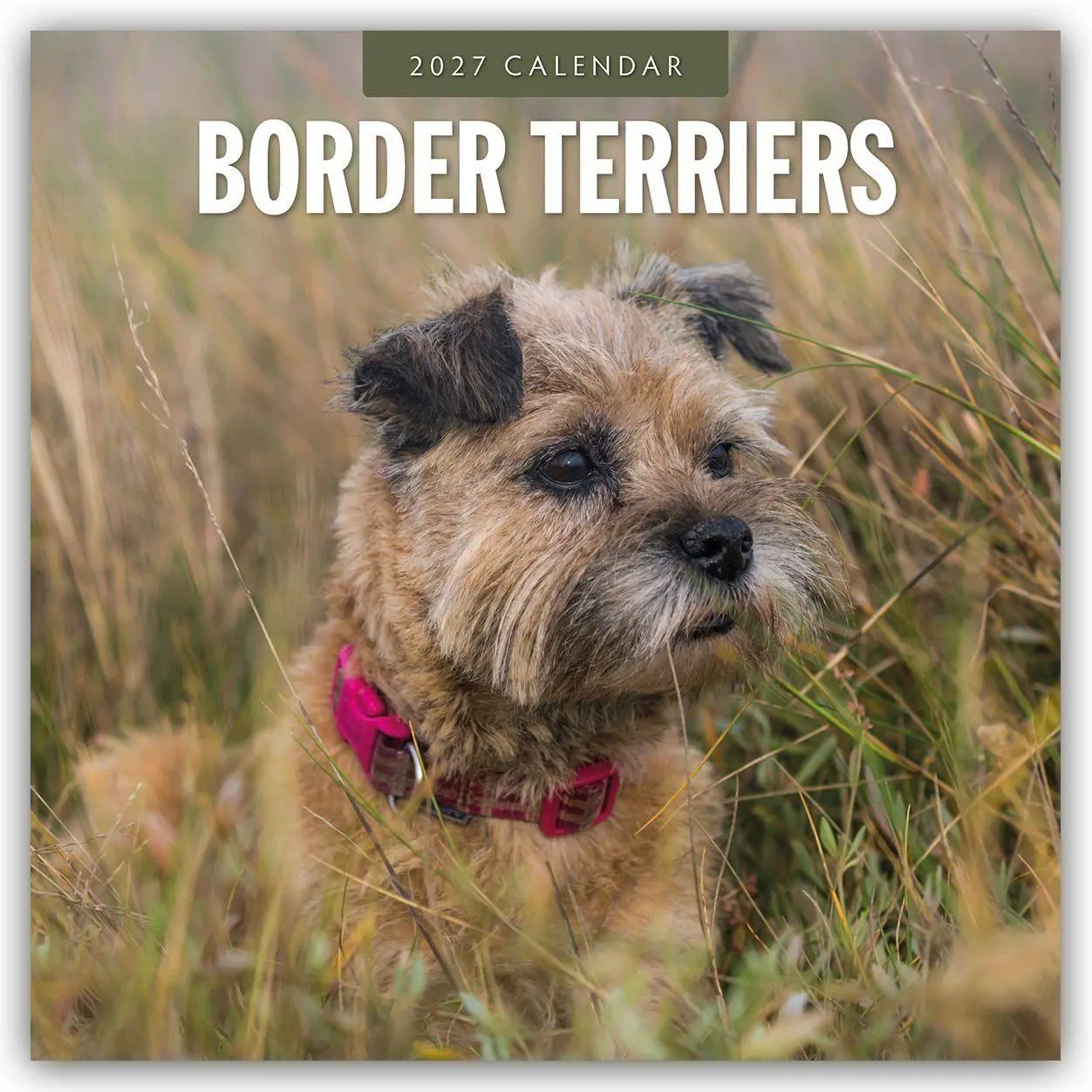 Cover: 9781837011971 | Border Terriers - Border Terrier 2027 - 16-Monatskalender | Robin Red