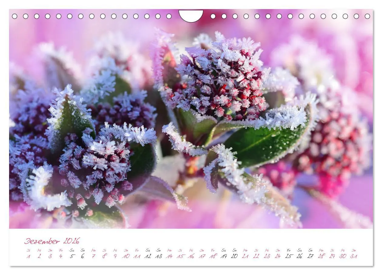 Bild: 9783457782071 | Blütenträume in violett und pink (Wandkalender 2026 DIN A4 quer),...