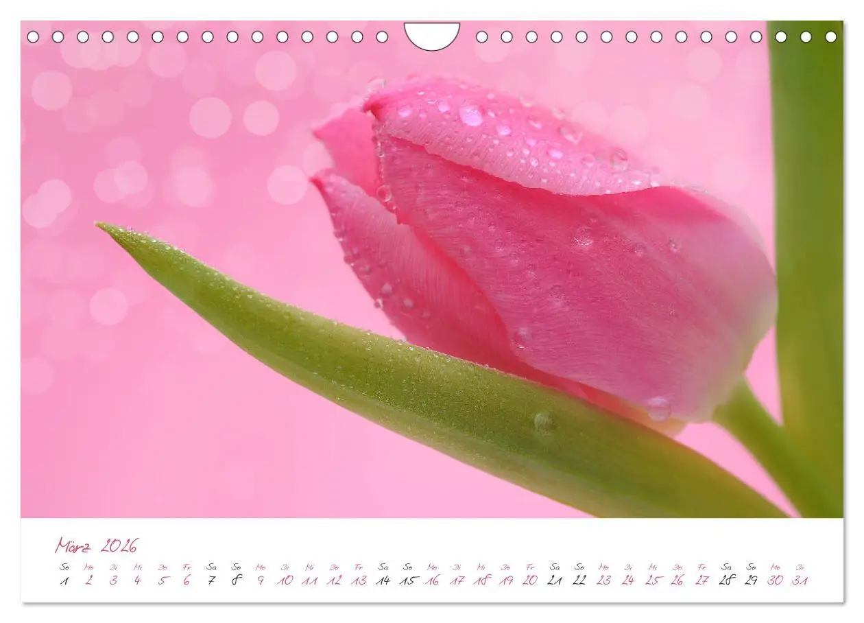 Bild: 9783457782071 | Blütenträume in violett und pink (Wandkalender 2026 DIN A4 quer),...