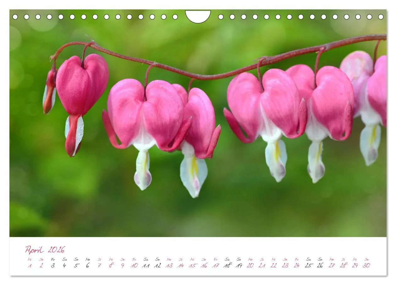 Bild: 9783457782071 | Blütenträume in violett und pink (Wandkalender 2026 DIN A4 quer),...
