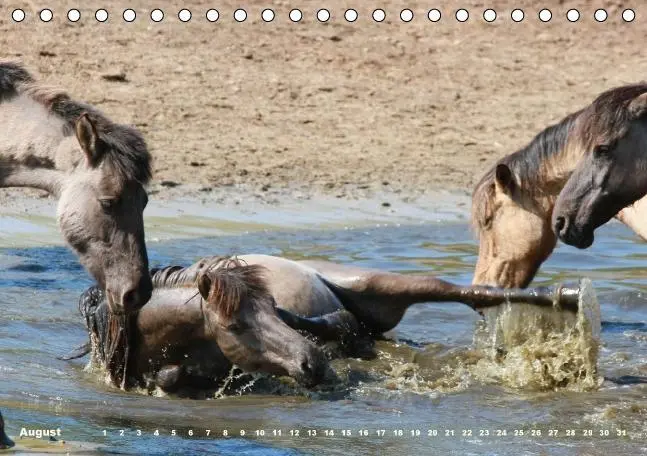 Bild: 9783660482171 | Dülmener Wildpferde - Gefährdete Nutztierrasse (Tischkalender...