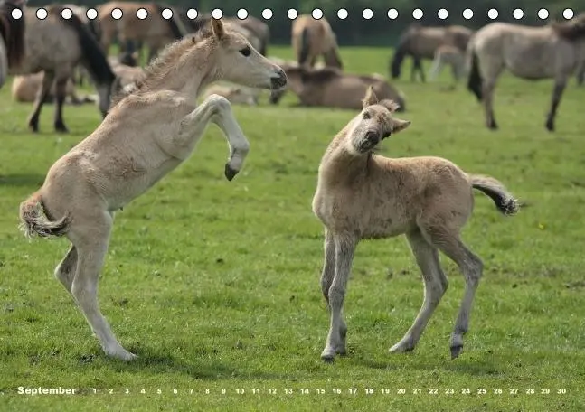 Bild: 9783660482171 | Dülmener Wildpferde - Gefährdete Nutztierrasse (Tischkalender...