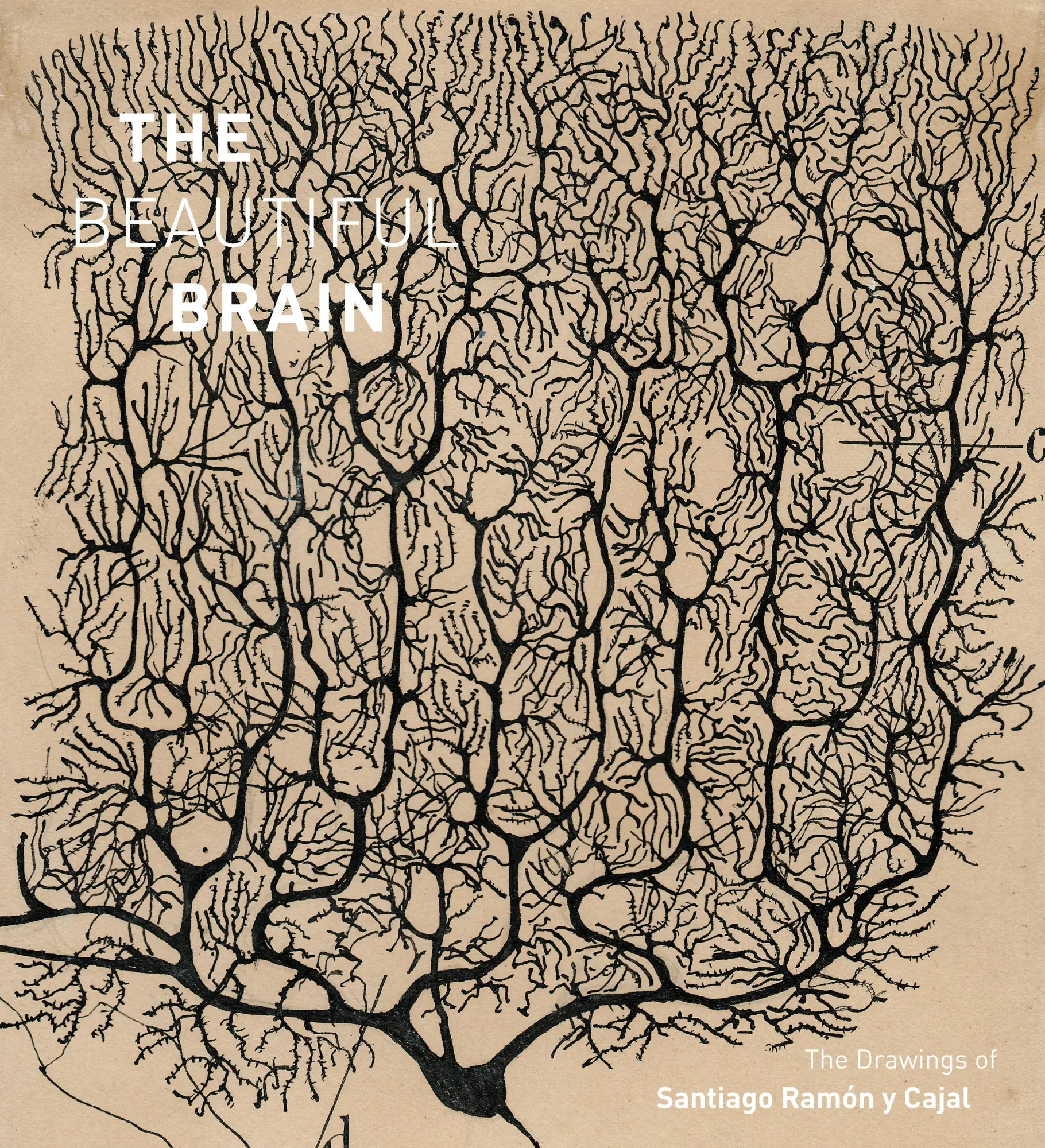 Cover: 9781419722271 | The Beautiful Brain | The Drawings of Santiago Ramon y Cajal | Buch