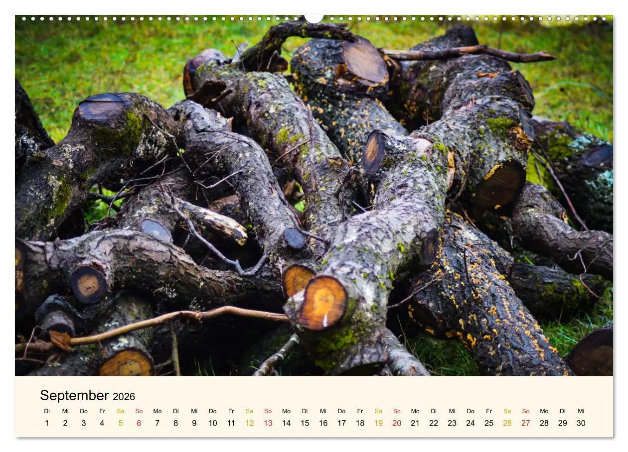 Bild: 9783457452271 | Faszination Holz (hochwertiger Premium Wandkalender 2026 DIN A2...