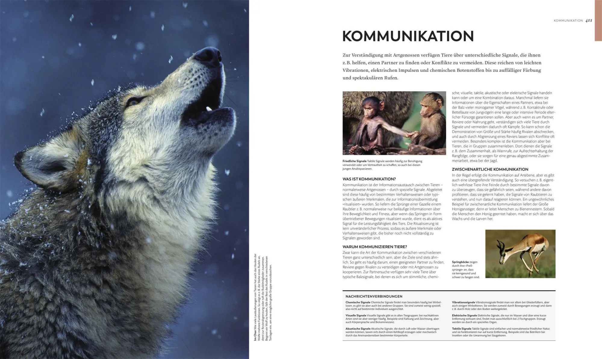 Bild: 9783831052271 | Tiere und ihr Verhalten | Frances Dipper (u. a.) | Buch | 480 S.