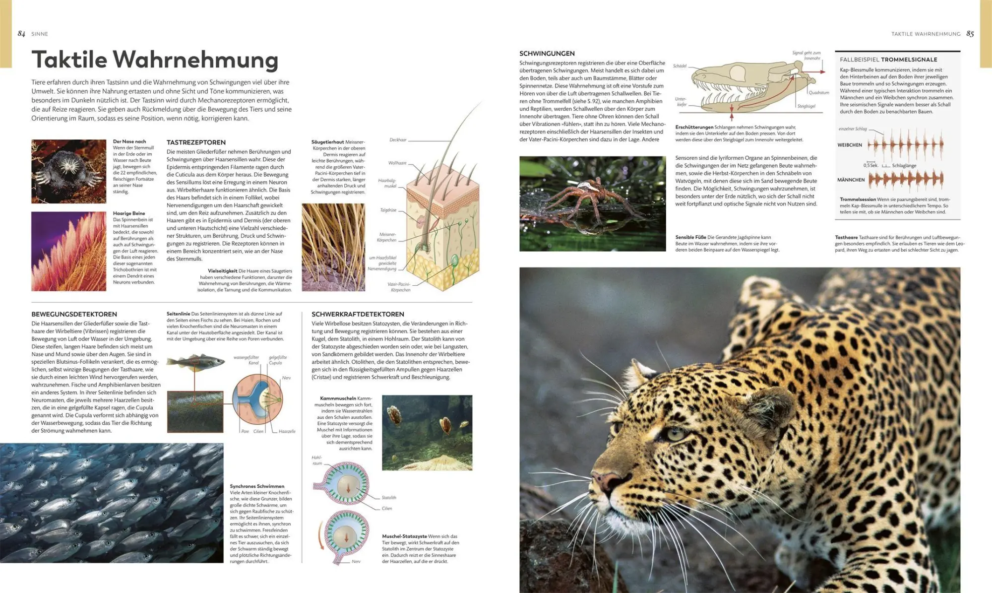 Bild: 9783831052271 | Tiere und ihr Verhalten | Frances Dipper (u. a.) | Buch | 480 S.