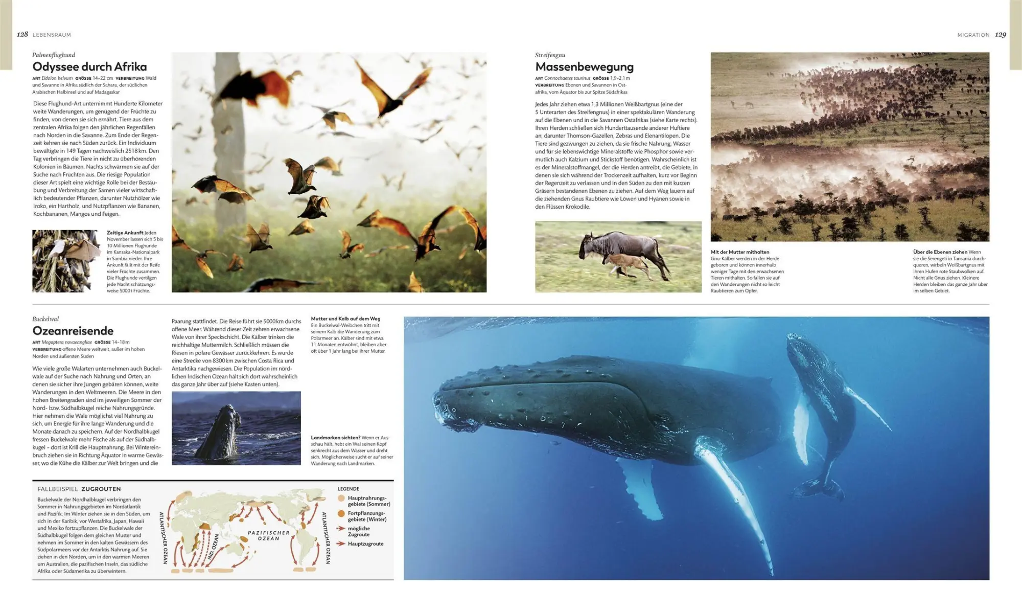 Bild: 9783831052271 | Tiere und ihr Verhalten | Frances Dipper (u. a.) | Buch | 480 S.