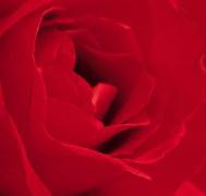 Bild: 9783936222371 | Geburtstagsplaner Rosen | Geburtstagsplaner - XL Format | Haschemi