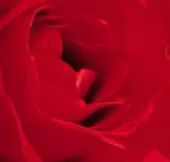 Bild: 9783936222371 | Geburtstagsplaner Rosen | Geburtstagsplaner - XL Format | Haschemi