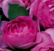 Bild: 9783936222371 | Geburtstagsplaner Rosen | Geburtstagsplaner - XL Format | Haschemi