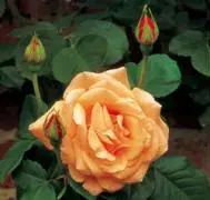 Bild: 9783936222371 | Geburtstagsplaner Rosen | Geburtstagsplaner - XL Format | Haschemi
