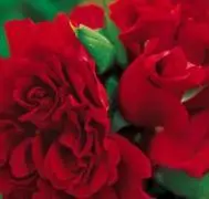 Bild: 9783936222371 | Geburtstagsplaner Rosen | Geburtstagsplaner - XL Format | Haschemi