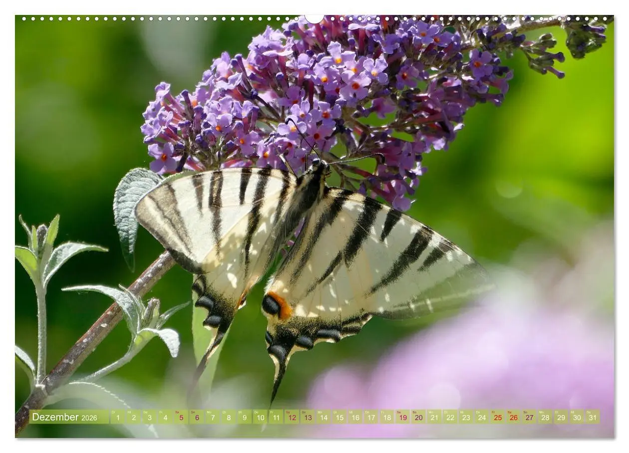 Bild: 9783457422571 | Schmetterlingsjahr (hochwertiger Premium Wandkalender 2026 DIN A2...