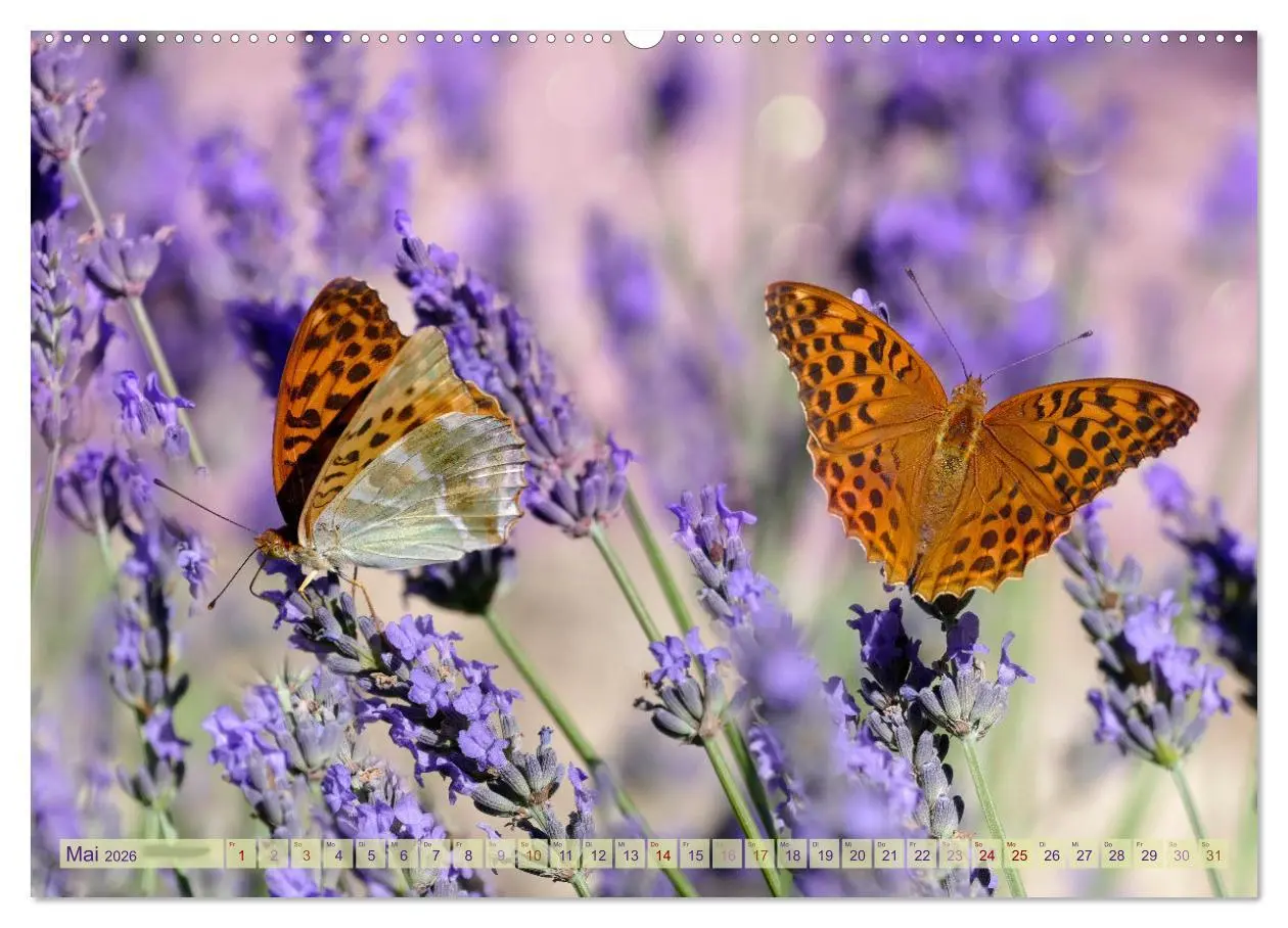 Bild: 9783457422571 | Schmetterlingsjahr (hochwertiger Premium Wandkalender 2026 DIN A2...