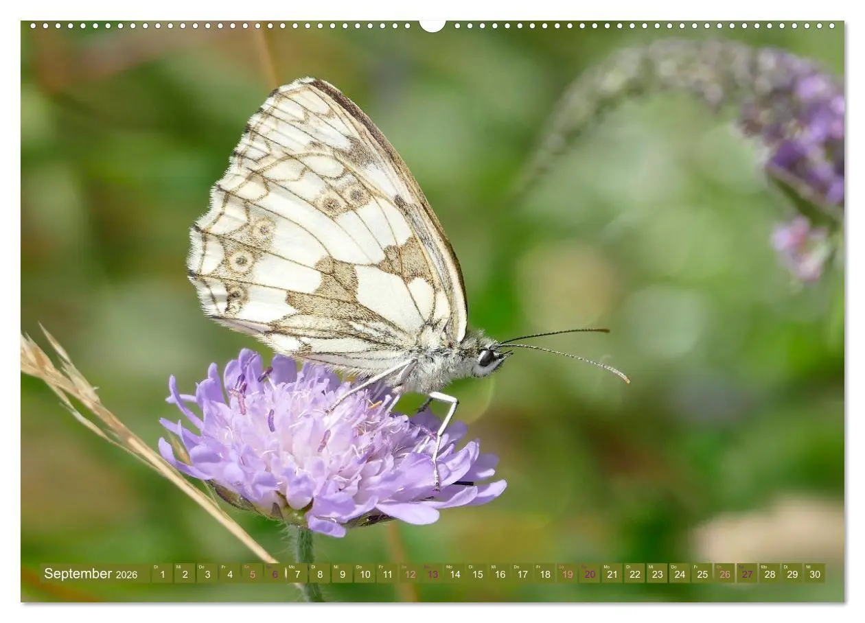 Bild: 9783457422571 | Schmetterlingsjahr (hochwertiger Premium Wandkalender 2026 DIN A2...