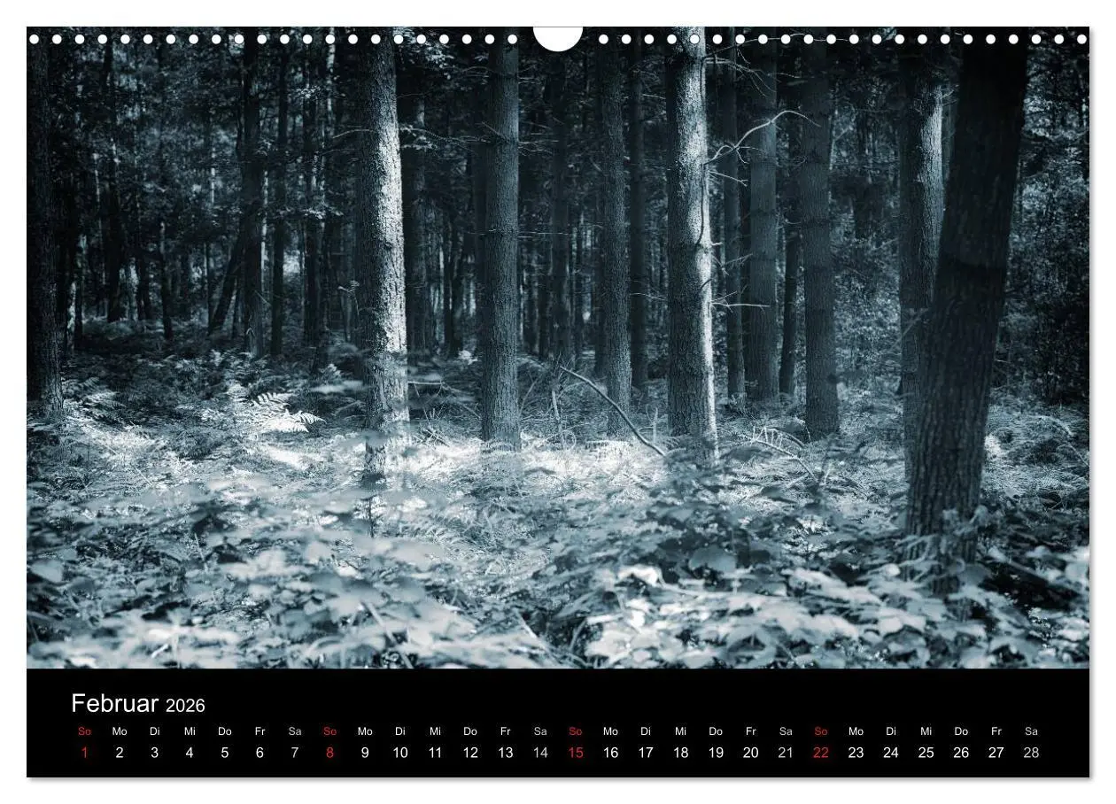 Bild: 9783457972571 | Mystische Wälder (Wandkalender 2026 DIN A3 quer), CALVENDO...