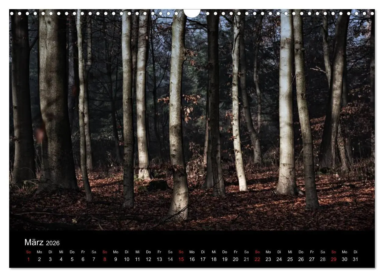 Bild: 9783457972571 | Mystische Wälder (Wandkalender 2026 DIN A3 quer), CALVENDO...