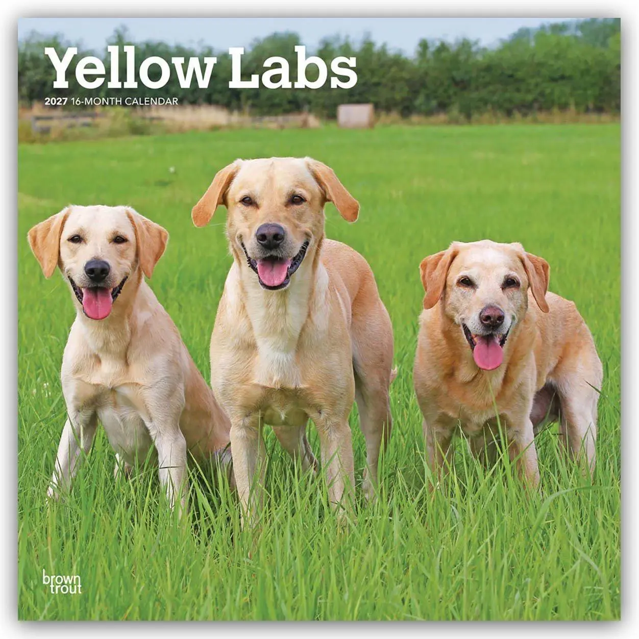 Cover: 9798330712571 | Yellow Labrador Retriever - Gelber Labrador Retriever 2027 -...