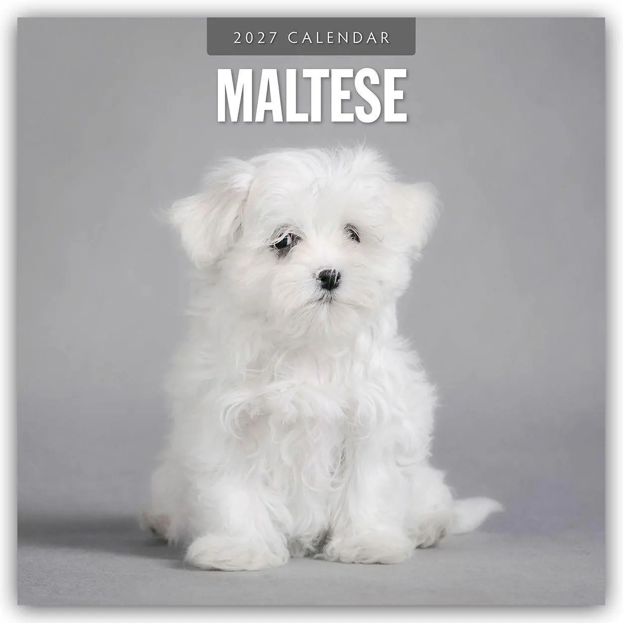 Cover: 9781837012671 | Maltese - Malteser 2027 - 16-Monatskalender | Robin Red | Kalender