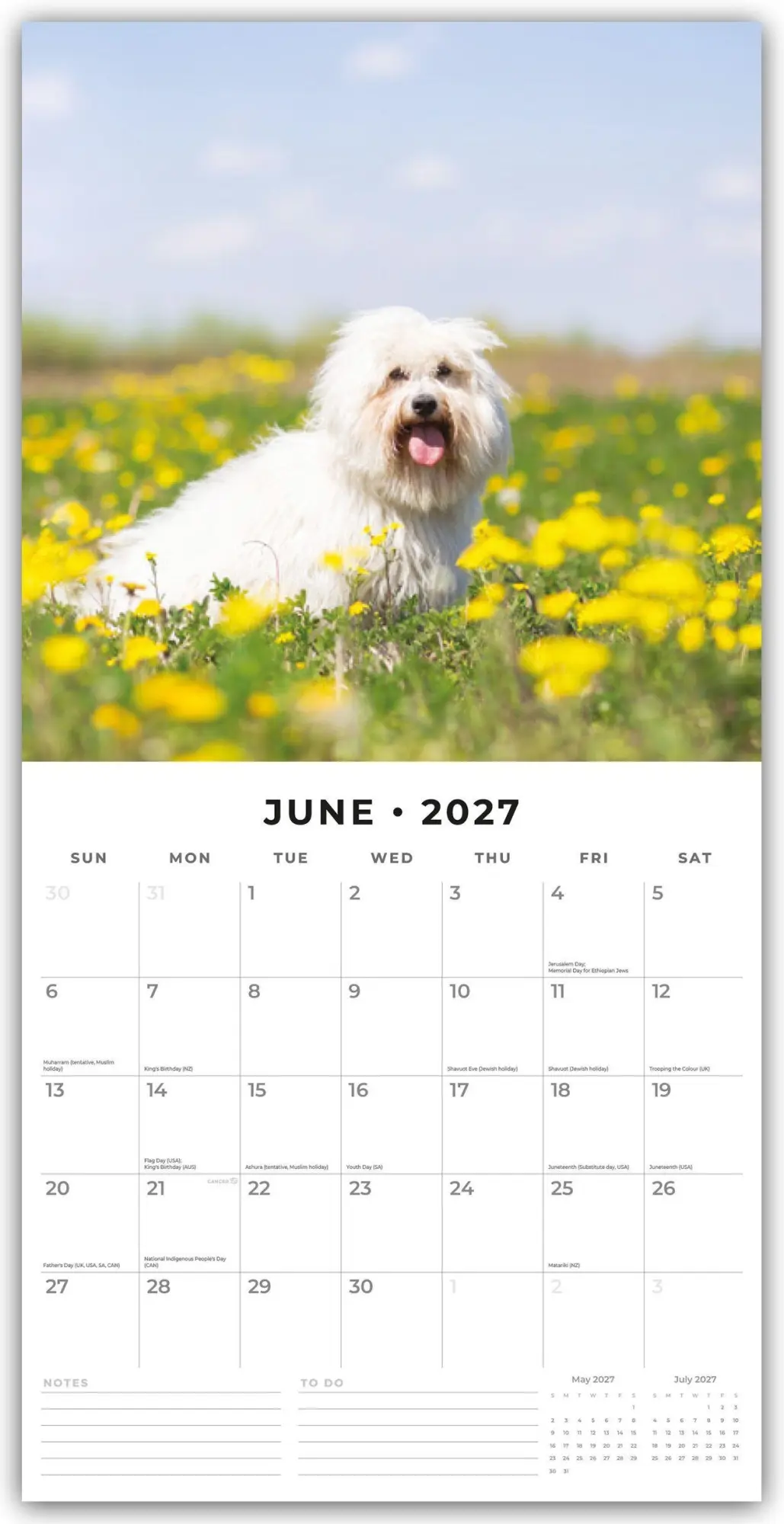Bild: 9781837012671 | Maltese - Malteser 2027 - 16-Monatskalender | Robin Red | Kalender