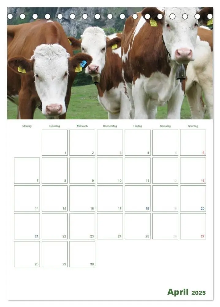 Bild: 9783457032671 | Kuhle Kühe 2025 (Tischkalender 2025 DIN A5 hoch), CALVENDO...