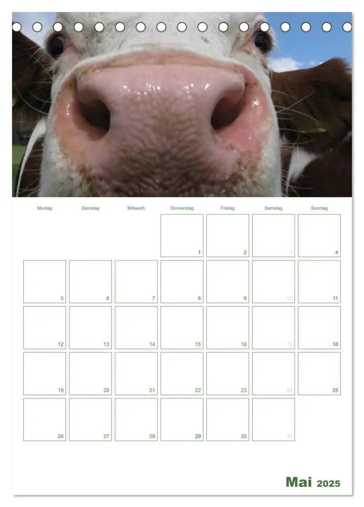 Bild: 9783457032671 | Kuhle Kühe 2025 (Tischkalender 2025 DIN A5 hoch), CALVENDO...