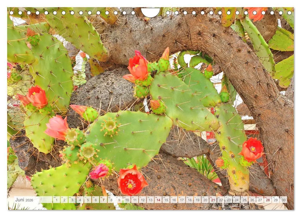 Bild: 9783457582671 | Die Insel Cres - Raue Schönheit in Kroatien (Wandkalender 2026 DIN...