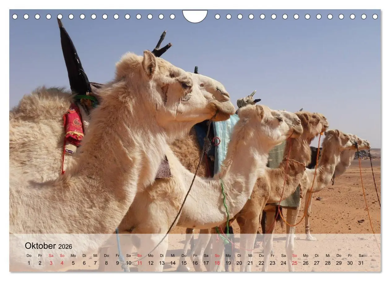 Bild: 9783516052671 | Kamele in der Wüstensonne (Wandkalender 2026 DIN A4 quer), CALVENDO...