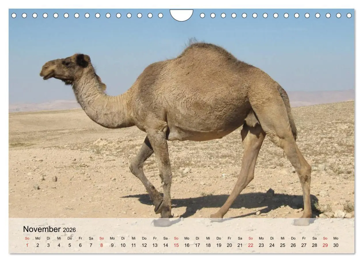 Bild: 9783516052671 | Kamele in der Wüstensonne (Wandkalender 2026 DIN A4 quer), CALVENDO...