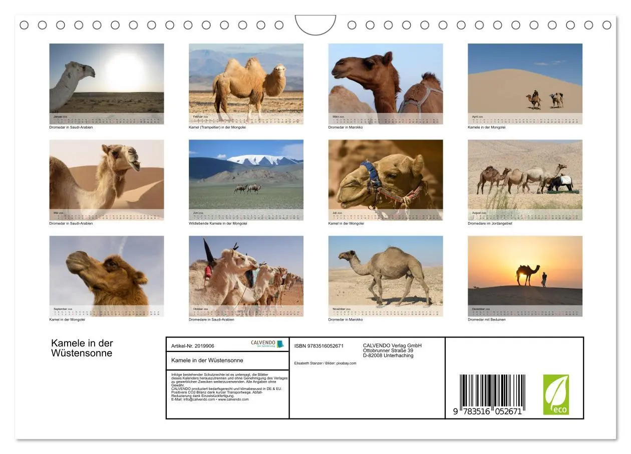 Bild: 9783516052671 | Kamele in der Wüstensonne (Wandkalender 2026 DIN A4 quer), CALVENDO...