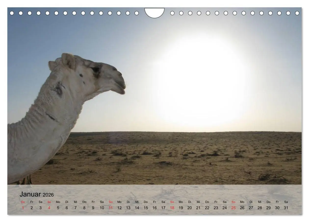 Bild: 9783516052671 | Kamele in der Wüstensonne (Wandkalender 2026 DIN A4 quer), CALVENDO...