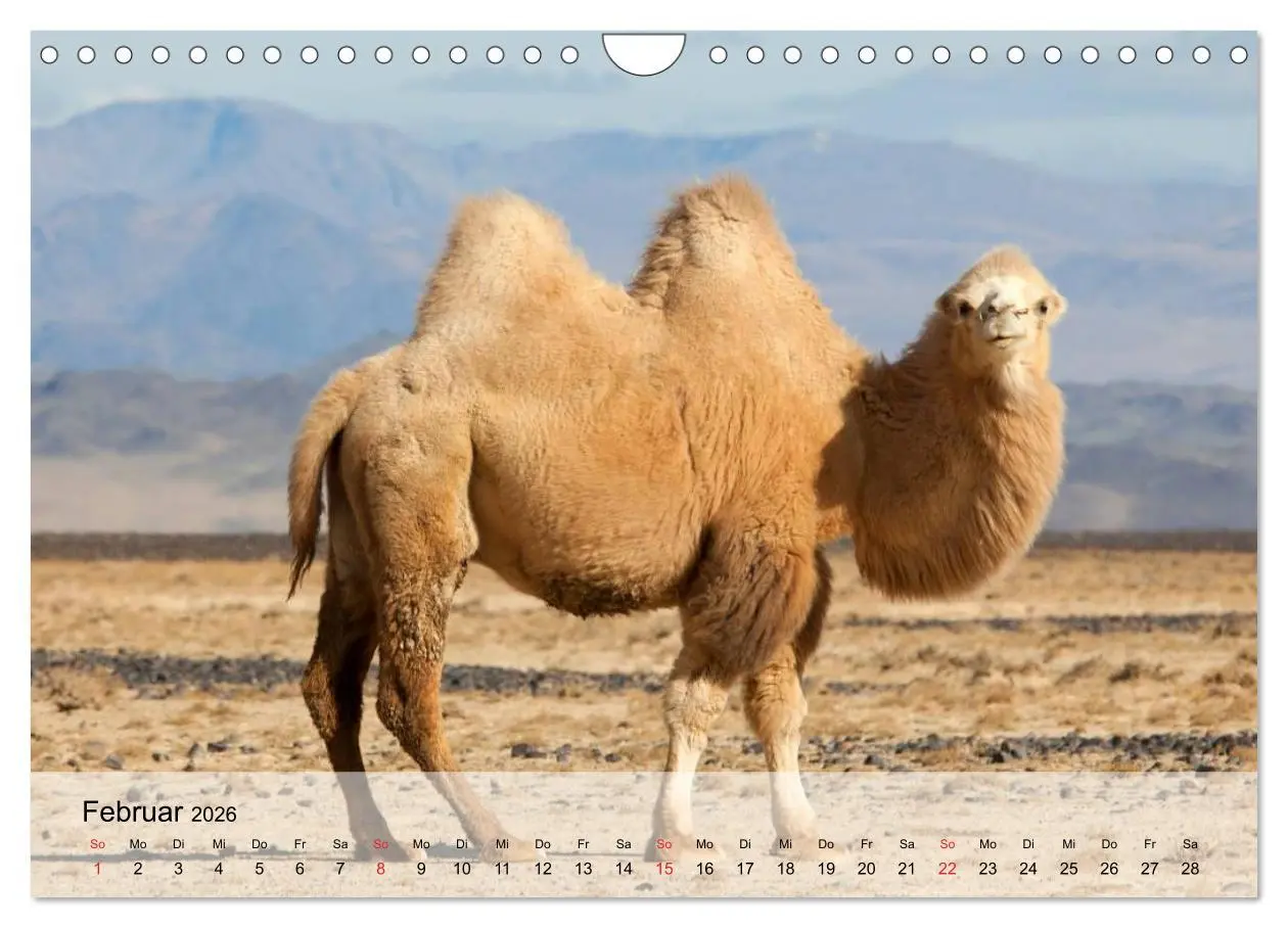 Bild: 9783516052671 | Kamele in der Wüstensonne (Wandkalender 2026 DIN A4 quer), CALVENDO...