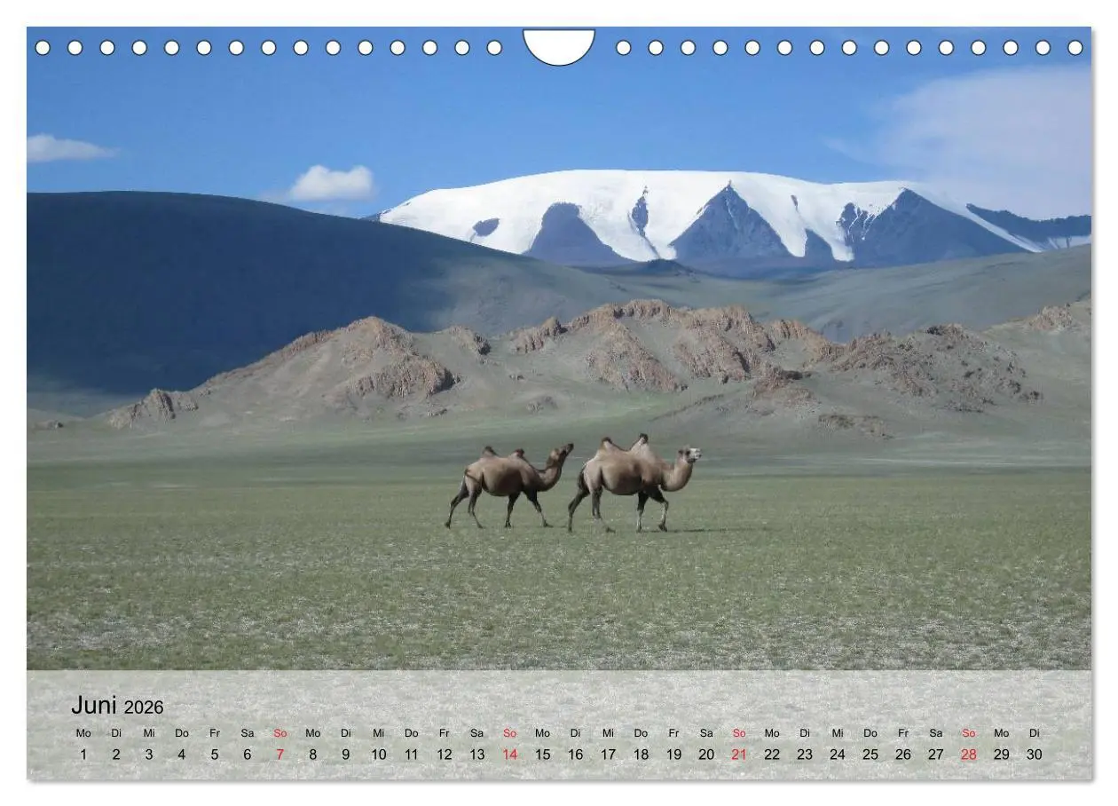 Bild: 9783516052671 | Kamele in der Wüstensonne (Wandkalender 2026 DIN A4 quer), CALVENDO...