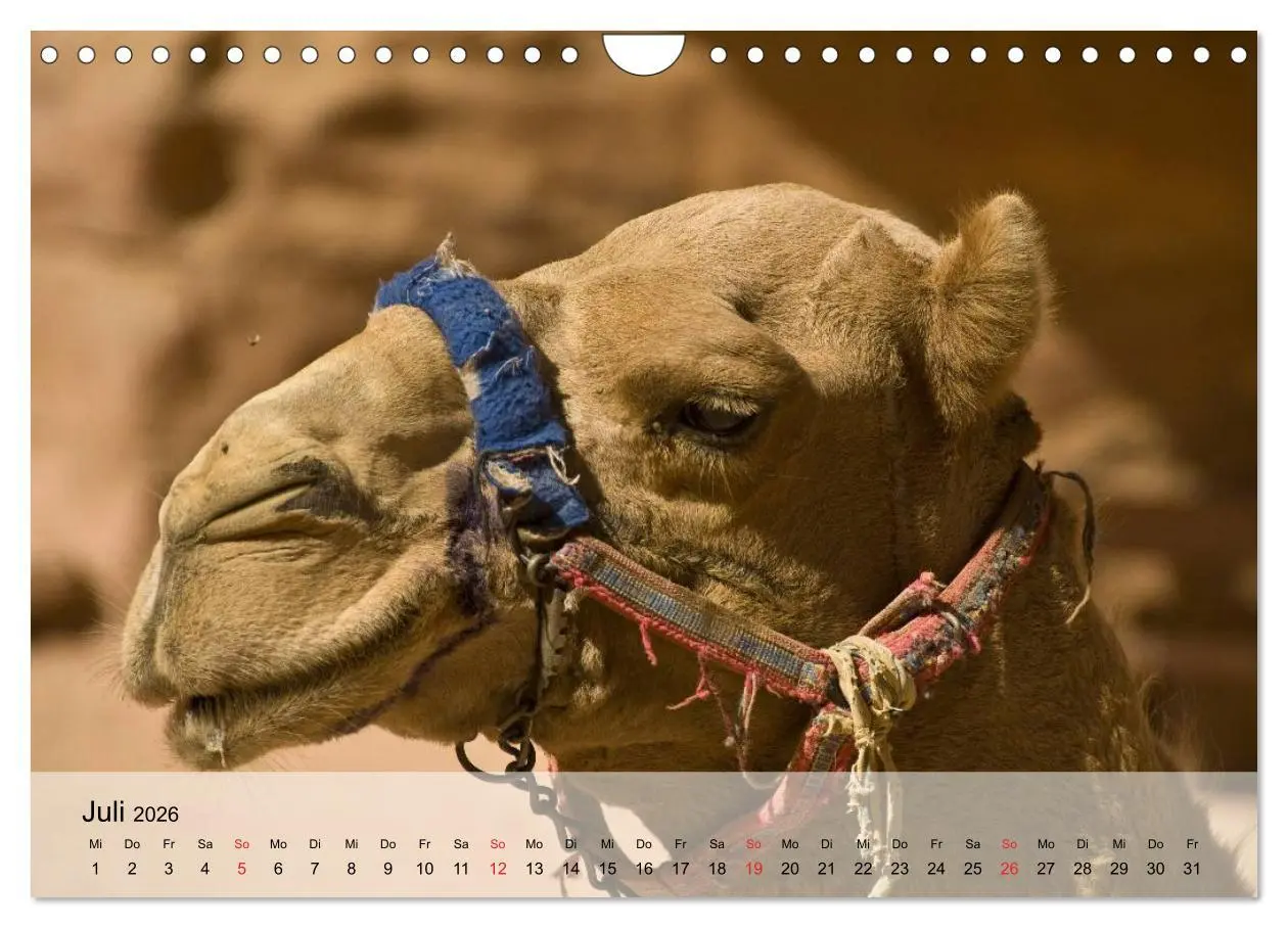Bild: 9783516052671 | Kamele in der Wüstensonne (Wandkalender 2026 DIN A4 quer), CALVENDO...