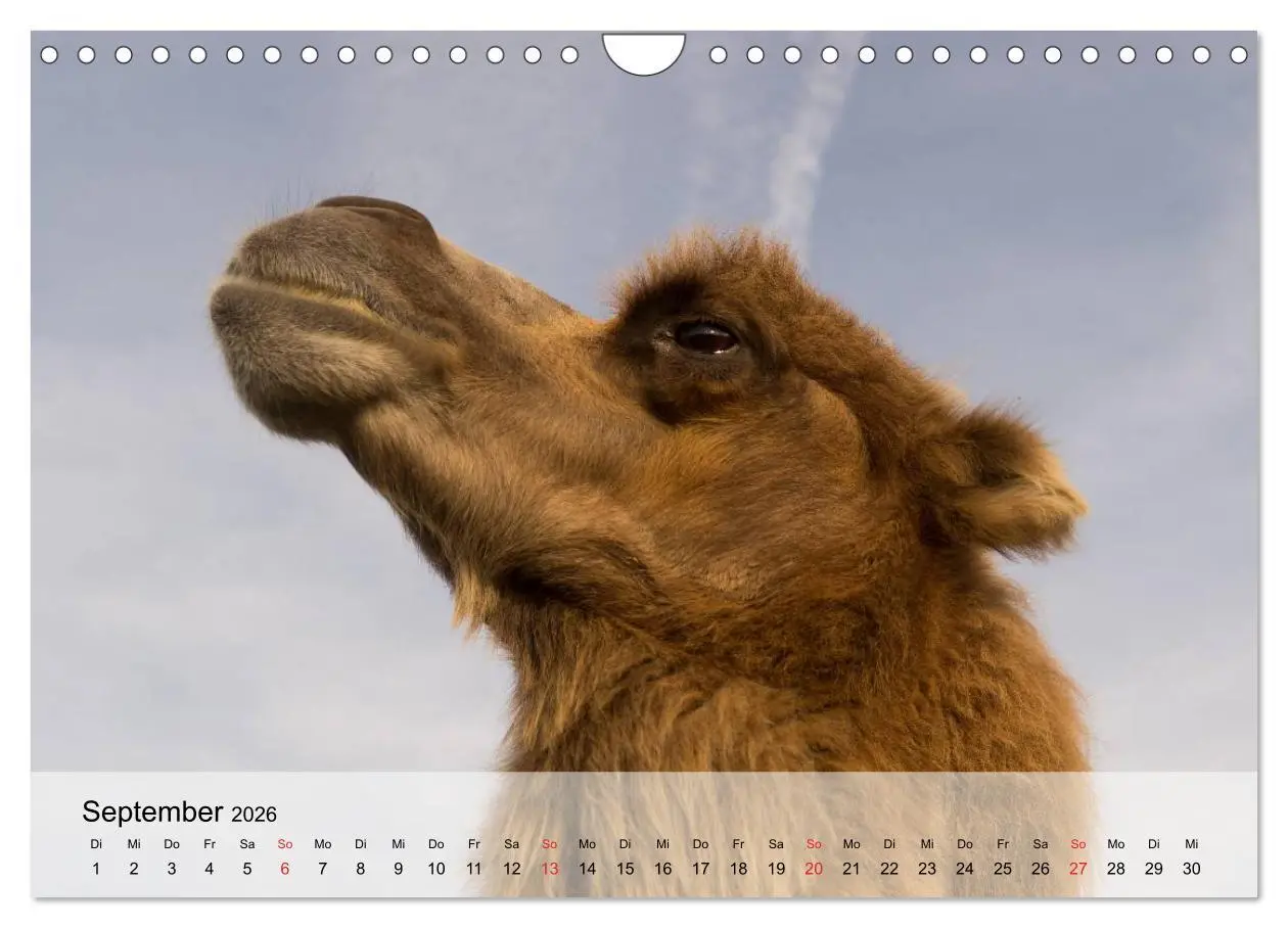 Bild: 9783516052671 | Kamele in der Wüstensonne (Wandkalender 2026 DIN A4 quer), CALVENDO...